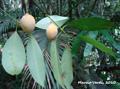 Yellow Mangosteen